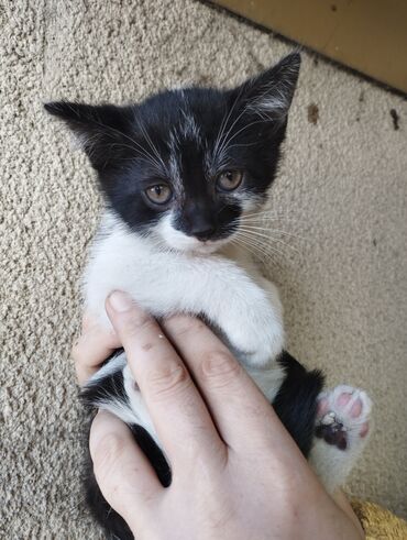 во сколько месяцев кастрировать кота: Мышык бекер берилет: Породасыз, 2 айлык, Эркек, Лотокко барууга үйрөтүлгөн, Курттардан тазаланган, Эмделген