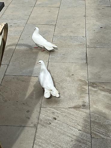 Göyərçinlər: Salam Aleykum Ağlar satilir .Şekil hərşeyi deyir nəsə yazmaqa ehdiyac — 6