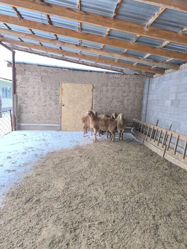 Бараны, овцы: Продаю | Овца (самка), Ягненок | Арашан | Для разведения | Ярка — 3