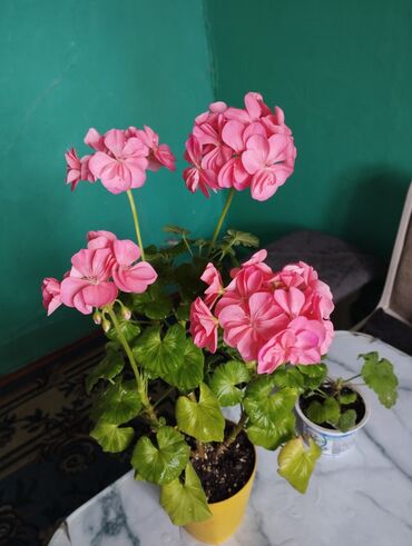 буудай сатам: Продаю комнатные цветы цены разные
от 100-500