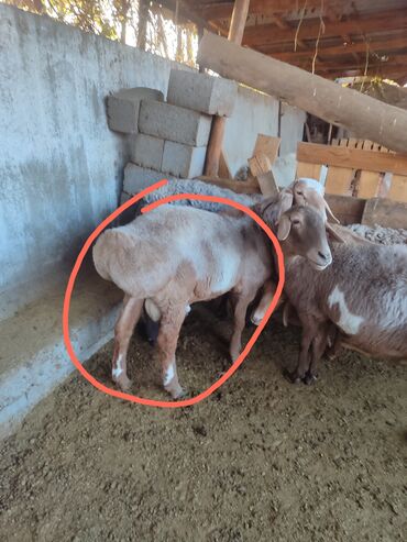 продаю мясо кролика: Продаю | Баран (самец) | Осеменитель