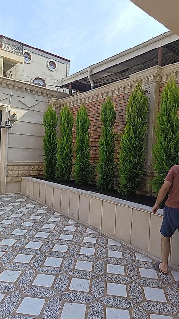 etotu bitkisi: Məhsul: bəzək kolları və həmişəyaşıl iynəyarpaqlı fidanlar Təsvir: - — 8