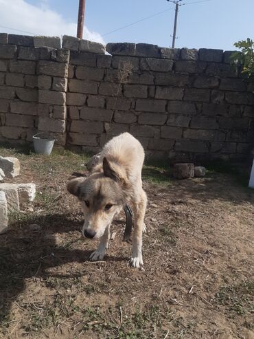 İtlər: KÖÇÜRÜK DEYƏ ÖZ İTLƏRİMDİ ETİBARLİ ƏLLƏRƏ VERİLİR SİYƏZƏNDƏN — 9