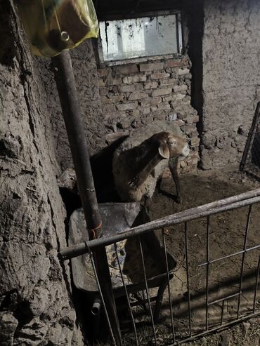 Бараны, овцы: Продаю | Овца (самка) | Для разведения | Матка — 11