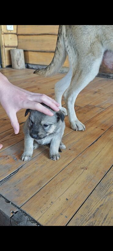 Отдам даром собаку: Щенки от домашней собаки средних размеров. Мать метис Хаски с — 1