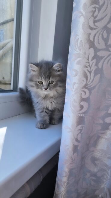 Коты: Продаётся чистокровный котёнок породы шотландский хайленд-страйт