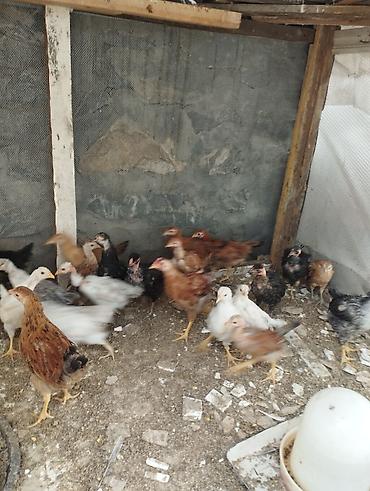 goyercinler satisi: 40gunluk colpalardi.Ozumuzde çıxıb.
30əded
Ünvan Şəki — 1