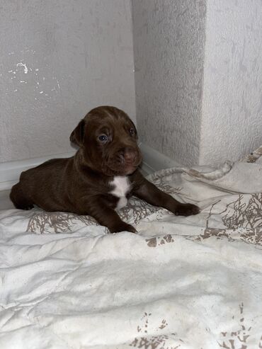 İnformatika: Pitbul, 1 ay, Dişi, Sənədli, Ünvandan götürmə