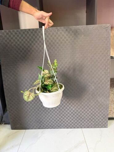 Otaq bitkiləri: Asma saksıda dekorativ yaşıl bitki - Ağ rəngli asma plastik saksı -da lalafo.az — 31 Otaq bitkiləri: Asma saksıda dekorativ yaşıl bitki - Ağ rəngli asma plastik saksı — 31