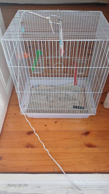 Qəfəslər: Papuqaylar üçün qəfəs satıram. Qəfəs böyükdür, genişdir. Bazaradan 30 -da lalafo.az — 5 Qəfəslər: Papuqaylar üçün qəfəs satıram. Qəfəs böyükdür, genişdir. Bazaradan 30 — 5