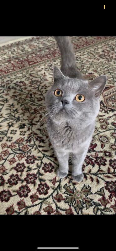 миски для животных: Породистыйшотландский прямоухий кот( Скоттиш-страйт). Без