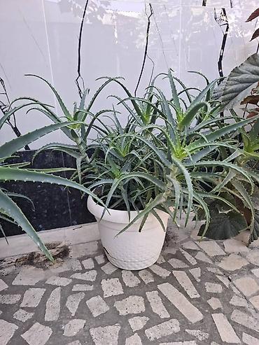 бегония элатиор купить: Алоэ (вероятно, Aloe arborescens) в горшках. - Крупные разветвлённые — 3