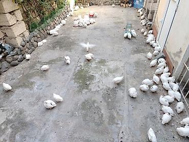 pudel qiymeti: Bildirçin, tam sağlamdır qiymeti 1.50 — 6