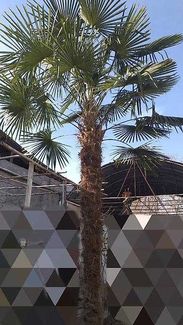 zoğal ağacı: Hər kəsə Allahın Salamı olsun. Dözümlü, çoxillik və həmişəyaşıl palma — 3
