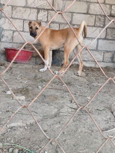 кане корсо в баку: Cins: orta ölçülü, qısa tüklü it Rəng: açıq qəhvəyi, sinə və