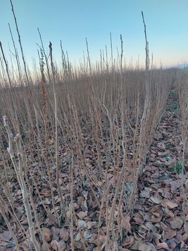 Tinglər: Məhsul: Armud tingləri və meyvəlik ağaclar - Növ: Armud (şəkildə — 9