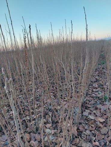 Şitillər: Məhsul: Gül kolları (qızılgül) Təsvir: - Şəkillərdə müxtəlif rəng və — 12