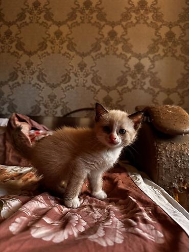 белые котенки: Отдам даром котят, 1 месяц. Трёхцветные малыши с голубыми глазками и — 3