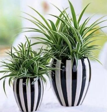 Другие комнатные растения: Хлорофитумы. распродажа Хлорофитум - можно по праву назвать — 2