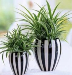 каракол вещи: Хлорофитумы. распродажа Хлорофитум - можно по праву назвать