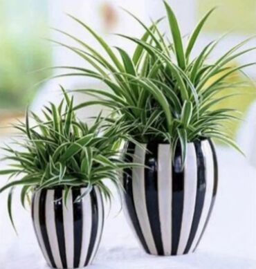 Хлорофитумы: Хлорофитумы. распродажа Хлорофитум - можно по праву назвать — 2