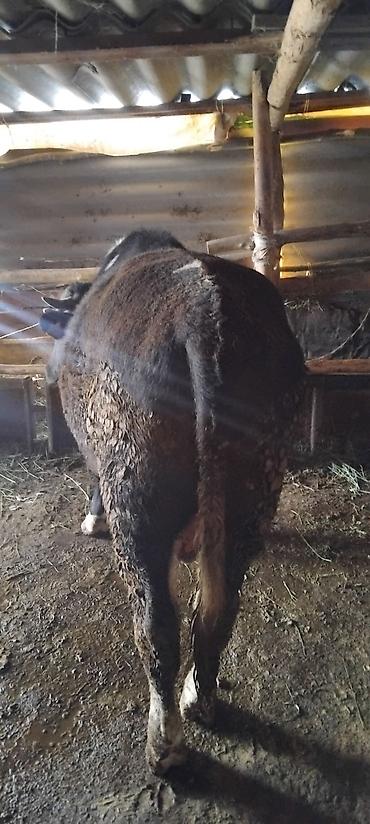 Коровы, быки: Продаю | Бык (самец) | На откорм at lalafo.kg — 10 Коровы, быки: Продаю | Бык (самец) | На откорм — 10