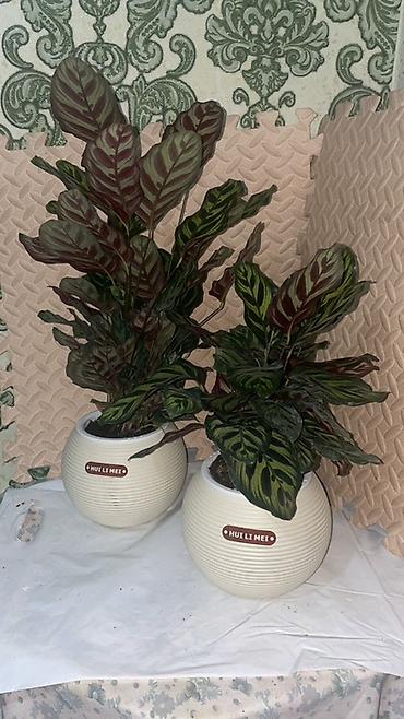 Антуриумы: Комнатные декоративные растения в горшках: - Антуриум (красные — 6