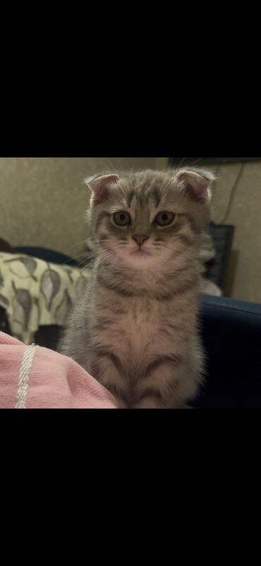 Pişiklər: Şotland yastı qulaq — 1