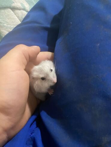 Хомяки: Хомяки — 3