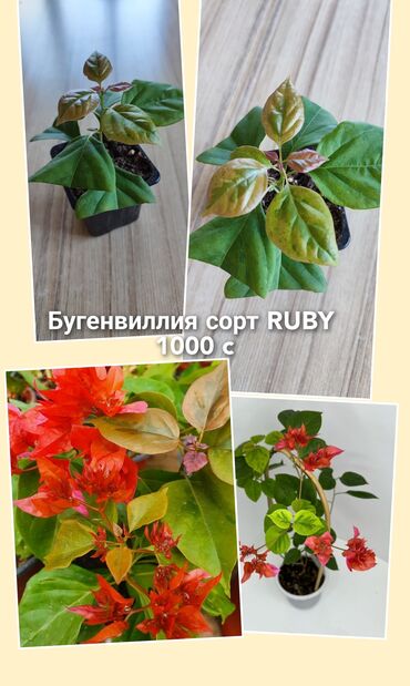 рабочий городок бишкек: Бугенвиллия сорт RUBY. Вариегатный, махровый. Бишкек, есть отправка в