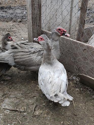 ördək balası və cücə: Muscovy (indoutka) ördəkləri – boz-ağ rəng çalarlarında — 1