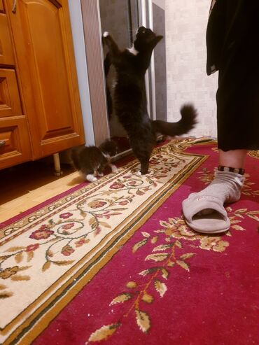 аксессуары для маленьких собак: Məhsul: Ev pişiyi və balası Təsvir: - Şəkillərdə iki pişik görünür at lalafo.az аксессуары для маленьких собак: Məhsul: Ev pişiyi və balası Təsvir: - Şəkillərdə iki pişik görünür