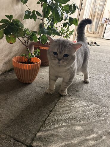 cutlesdirmek ucun pisik: Şinşilla, Erkək, Cütləşmə üçün, Ünvandan götürmə