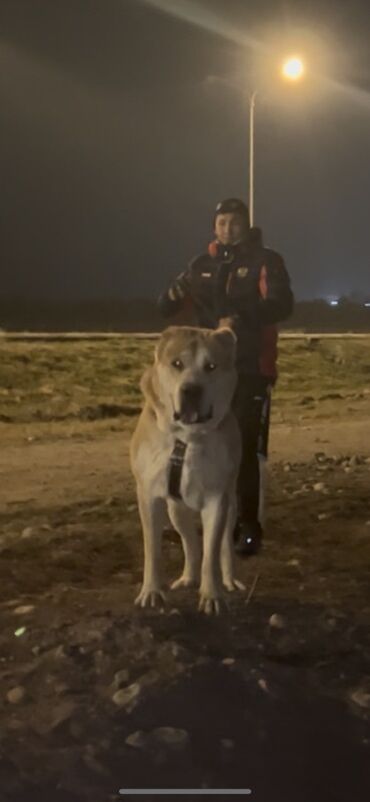 собака афчарка: Кобель на вязку супер тяж Инбрендный внук Буча Алматинского 🇰🇿 -