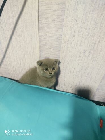 Pişiklər: Şotland, Erkək, Dişi, Yaxşı əllərə, Ünvandan götürmə — 12