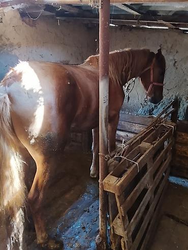 Лошади, кони: Продаю | Кобыла (самка) | На забой — 8