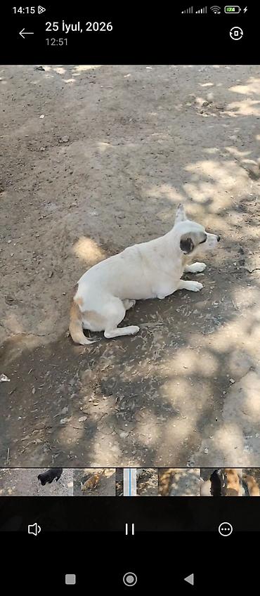 İtlər: Peyvəndli — 2