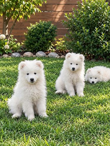 Samoyed, Peyvəndli lalafo.az -da — 9 Samoyed, Peyvəndli — 9