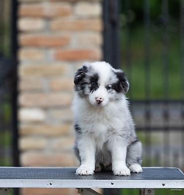 lepi psi: Na prodaju 9 šteneta Border Collie, iz dva različita legla. - Jedno — 9