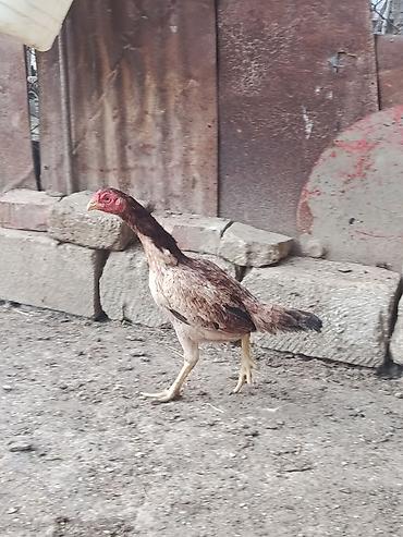 quban toyuqlari: Toyuq cücələri, Damazlıq — 3