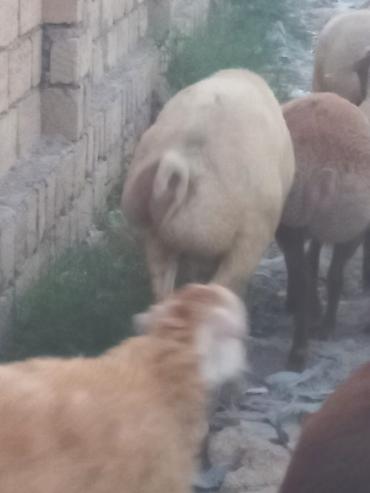 cins piwikler: Salam 20 heyavandı 1ədədi erkək qoç 2dənədə erkək toxlu 17 dişi — 10