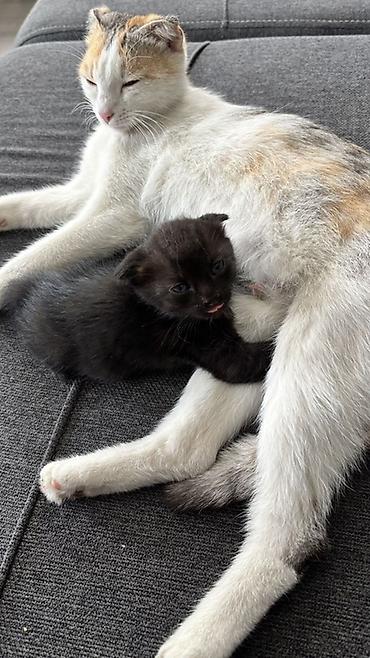 кошки маин кун: Котята от домашней кошки вислоухие все На выбор окрасы: - черный — 3