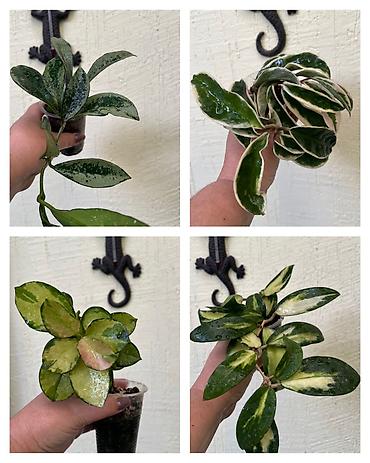 вьющиеся: Комнатные лианы Hoya (хойя) в подвесных кашпо - Разные сорта: на фото — 5