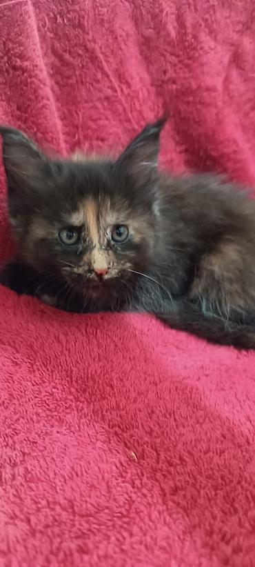 Кошки: Мейн-Куны!!!🥰🥰🥰 Продаются Чистокровные,Шикарные котята! Отличная — 2