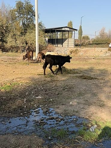 арпа урук бишкек: Сатам | Уй (ургаачы), Бука (эркек), Кунаажын | Бордоп семиртүү үчүн | Байланган — 6