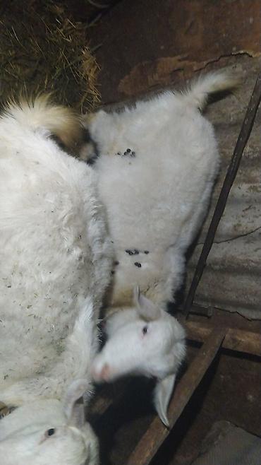 Козы, козлы: Продаю | Коза (самка) | Зааненская | Для разведения — 2