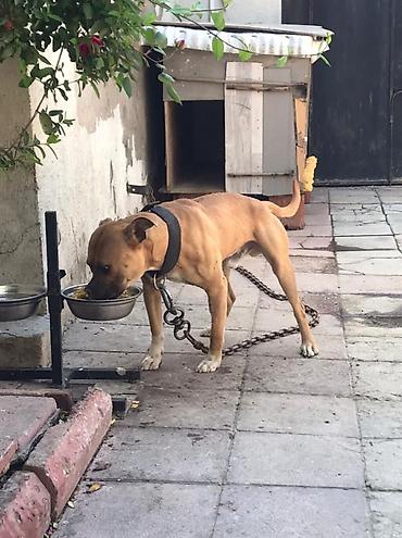 İtlər: Pitbul, 1 il, Erkək, Sənədli — 2
