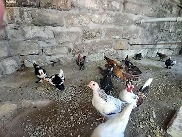 cücə damı: Toyuq cücələri, Damazlıq — 8