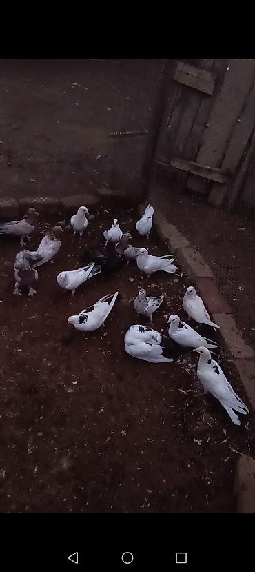 heyvan yemlərinin satışı: 19 EDEDDI HAMSI SATILIR RIYAL ALICIYLA RAZILAWARAM Ev — 1