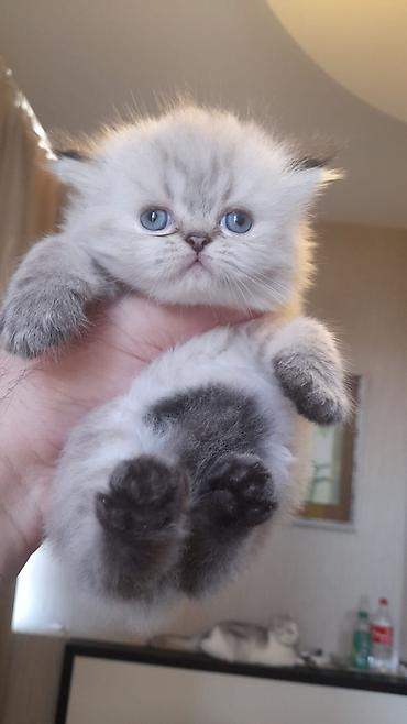 Pişiklər: Fars — 8